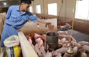 ĐƯA THỨC ĂN CHĂN NUÔI VÀO DIỆN BÌNH ỔN GIÁ